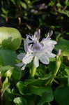 Water hyacinth